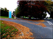 H4672 : Fallen leaves, Hospital Road, Omagh by Kenneth  Allen