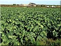 Brassica field near Trendrennen Farm