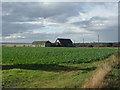 Crop field towards Cave Cottages