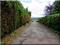 Hedge-lined Priory Lane, Monmouth