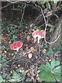 Fungi, Barrow Hill Road