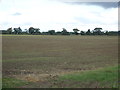 Young crop field near Lodge Farm