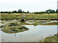 Sluice, Little Wakering Creek