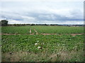 Crop field off the A12