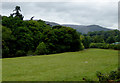 Riverside pasture and woodland near Llangollen, Denbighshire