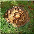 Fungal display, Bramcote Old Tower garden