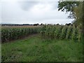 A field of maize above Portway