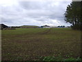 Young crop field towards South Lowestoft Industrial Estate