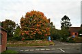 Autumn colours: maple tree in Walesby