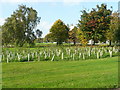 Tree plantation, Camp Town, Moor Allerton