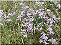 Sea Lavender, Fleethead Creek