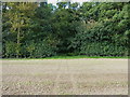 Bridleway emerges on the south side of Woodhousefield Plantation