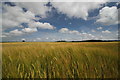 Big sky over barley