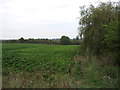 Crop field off Cucumber Lane