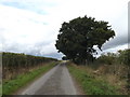 TM1685 : New Road, Tivetshall St.Mary by Geographer