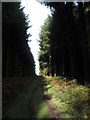 Path through a break in the forest near Pen-y-Graig