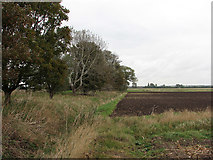 TL4080 : By Long North Fen Drove by John Sutton