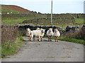 Sheep on the road near Penddeugae-fach