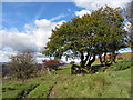 Field boundary above Troedyrhiw