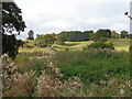 View across the reed bed to High Park