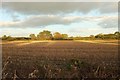 Farmland by Manor Farm