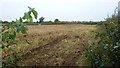 Maize stubble