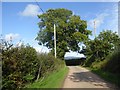 Trees by the road to Halfway House