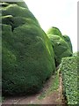 SJ2106 : Sculptured Yew Trees, Powis Castle Gardens by Derek Voller
