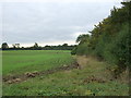 Young crop field and hedgerow