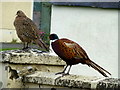 Pair of pheasants, Shanonny East