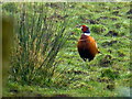 Cock pheasant among rushes, Shanonny East