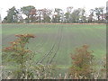NT0286 : Winter barley near Torryburn by M J Richardson