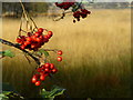 Rowan berries, Corrickmore