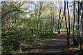 NT1663 : Redford Wood by Anne Burgess