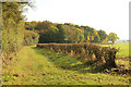 Scotgrove Wood bridleway