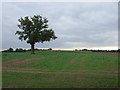 Crop field with tree