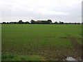 Young crop field, Chickering