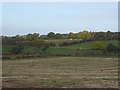 Crows gleaning in a recently harvested field