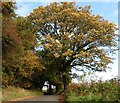 Autumn colour on Liddon Hill