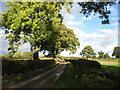 The lane to Low Braithwaite