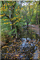 Autumn Colour in Grovelands Park, London N21