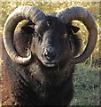 Hebridean sheep, Haxey