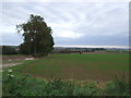 Crop field near Woodside