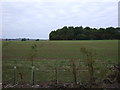 Crop field and woodland. Wold Newton