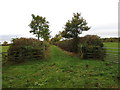 Avenue near Slapton Hill Farm