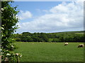 Sheep in pasture at Tredellans