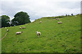 ST7266 : Sheep on Dean Hill by Bill Boaden