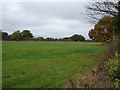 Grazing near Groby Farm