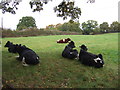 Cattle off Forge Mill Lane