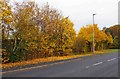 Autumnal colours (1), Discovery Road, Stourport-on-Severn